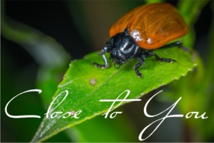 Close to You Font for Elegant Design